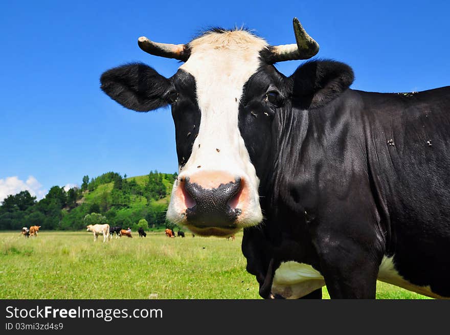 Head of a cow