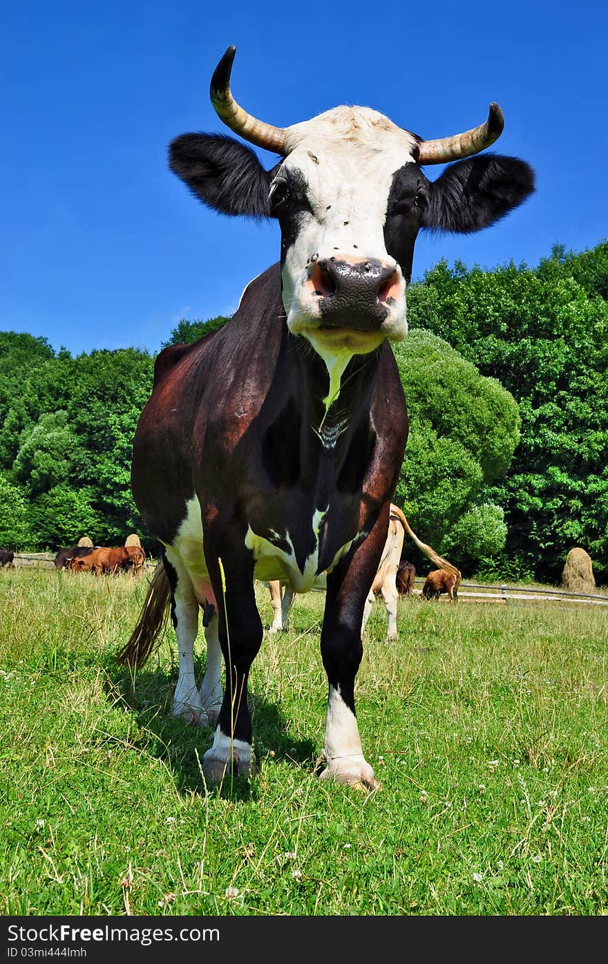 Cow on a summer pasture