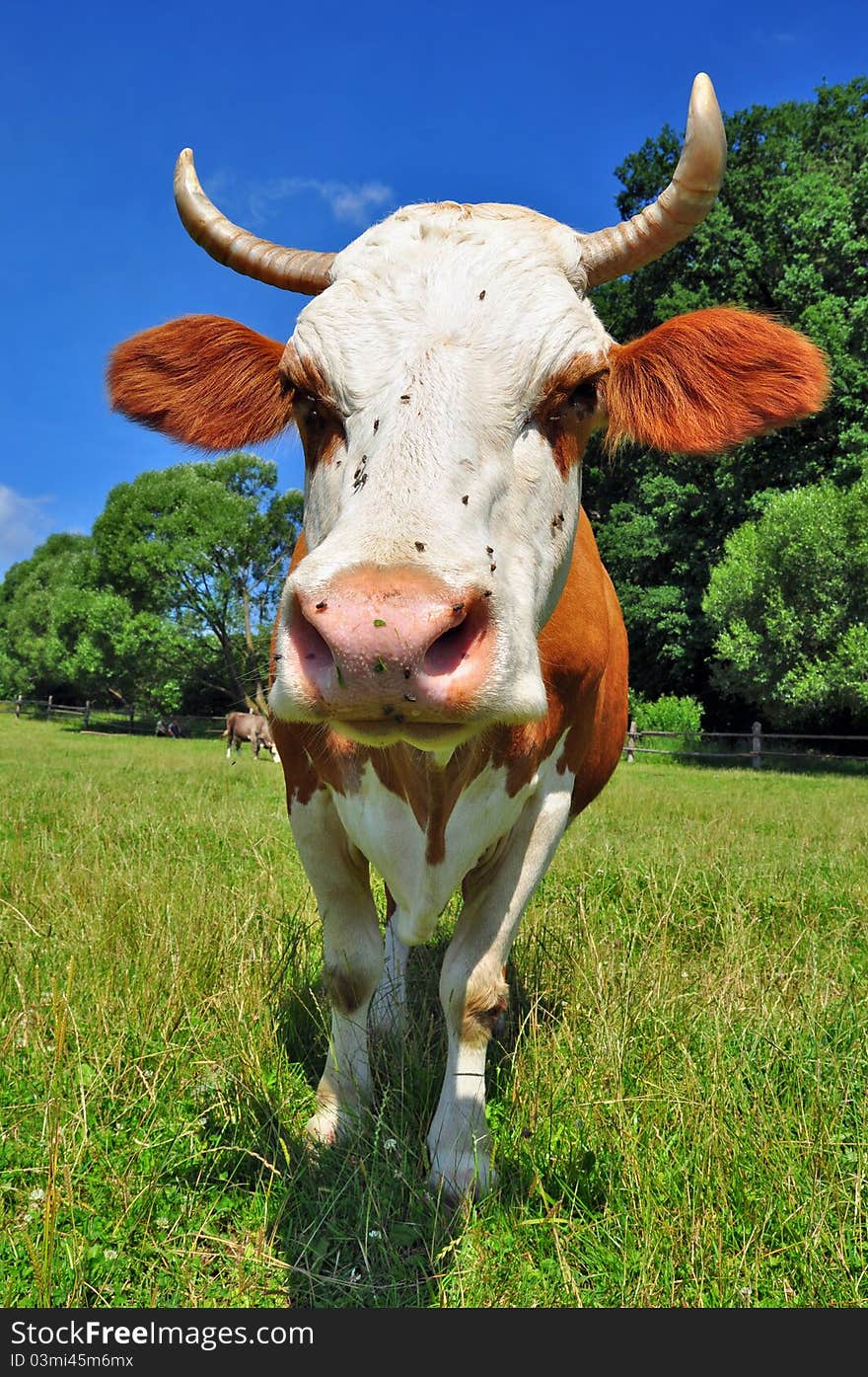 Cow on a summer pasture