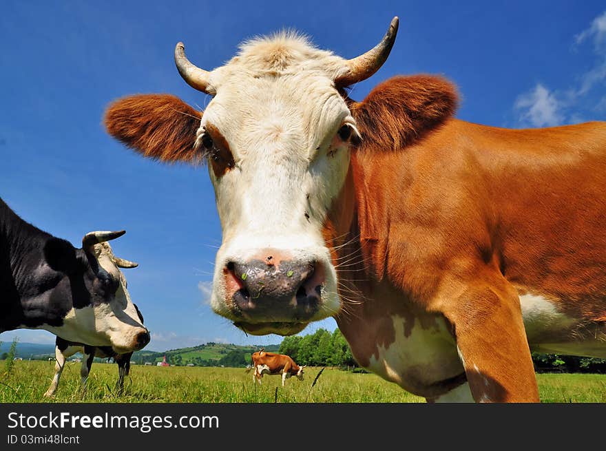 Head of a cow