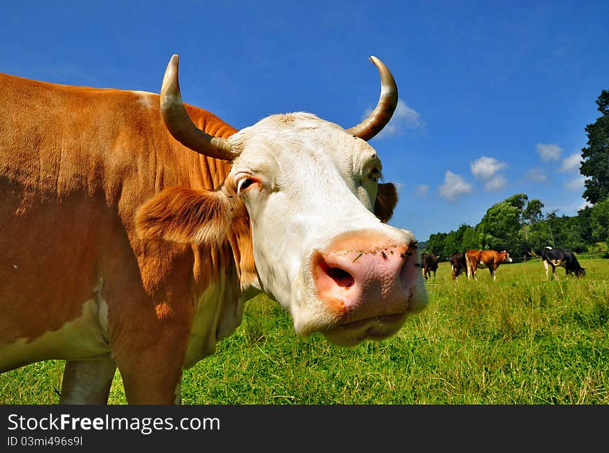 Head of a cow