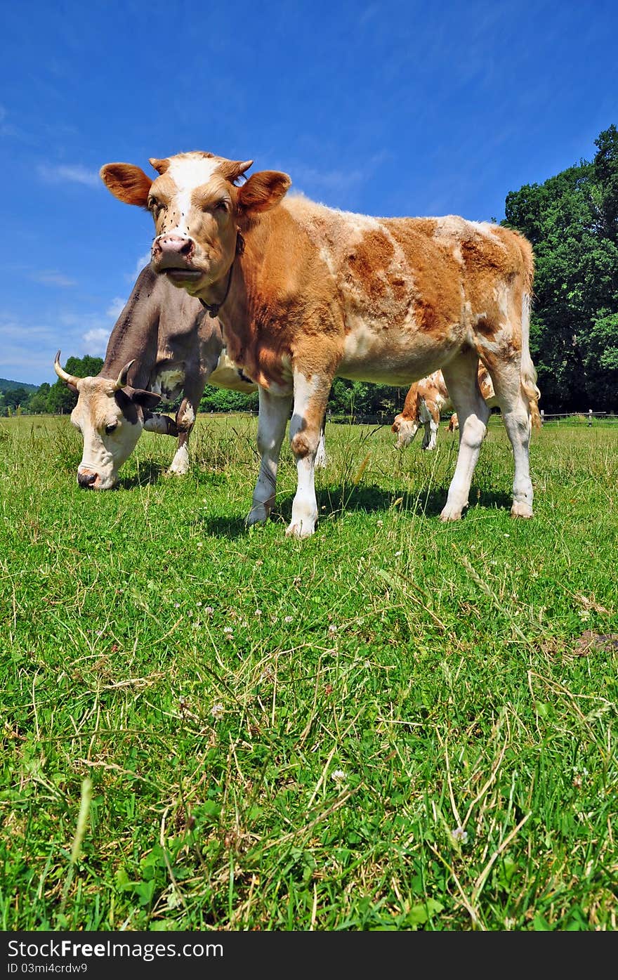 Cows on a summer pasture