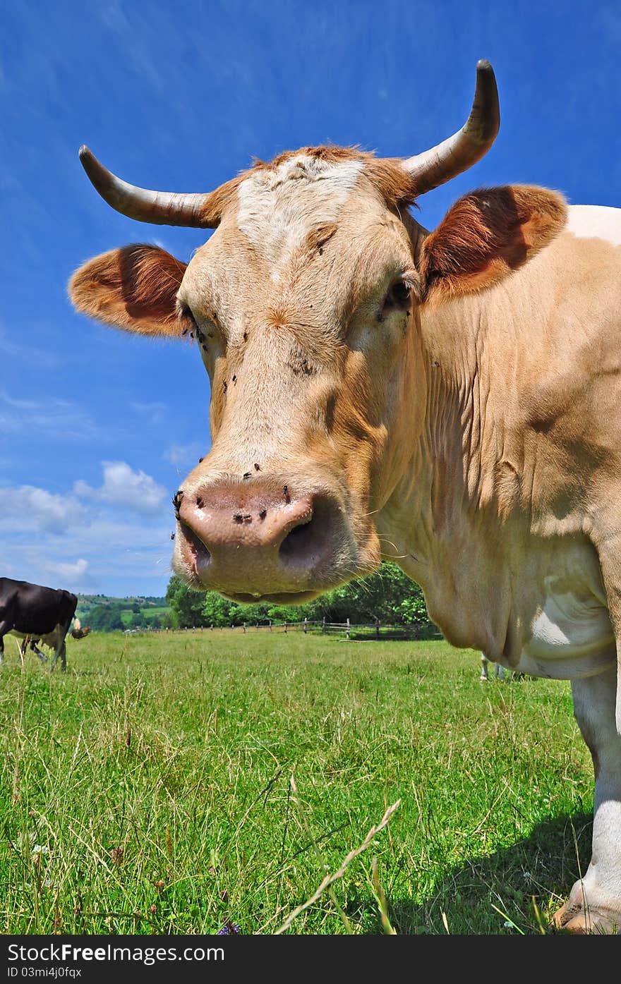 Head of a cow