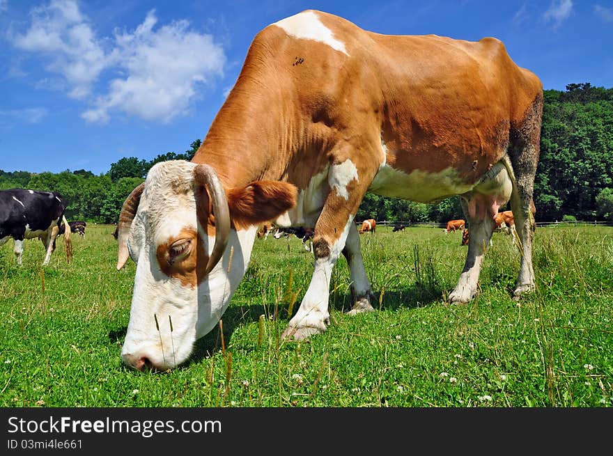 A cow on a summer pasture in a summer rural landscape