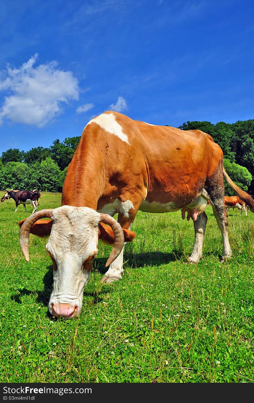 A cow on a summer pasture in a summer rural landscape