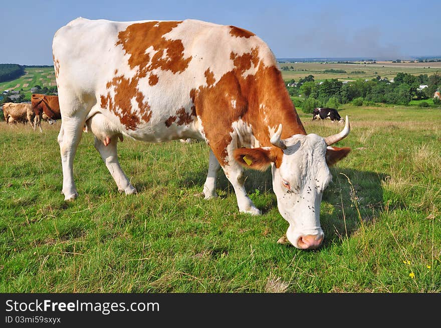 Cow on a summer pasture