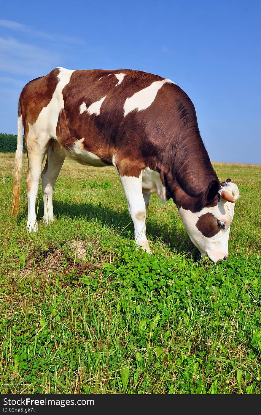 The calf on a summer pasture