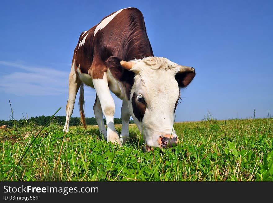 The calf on a summer pasture