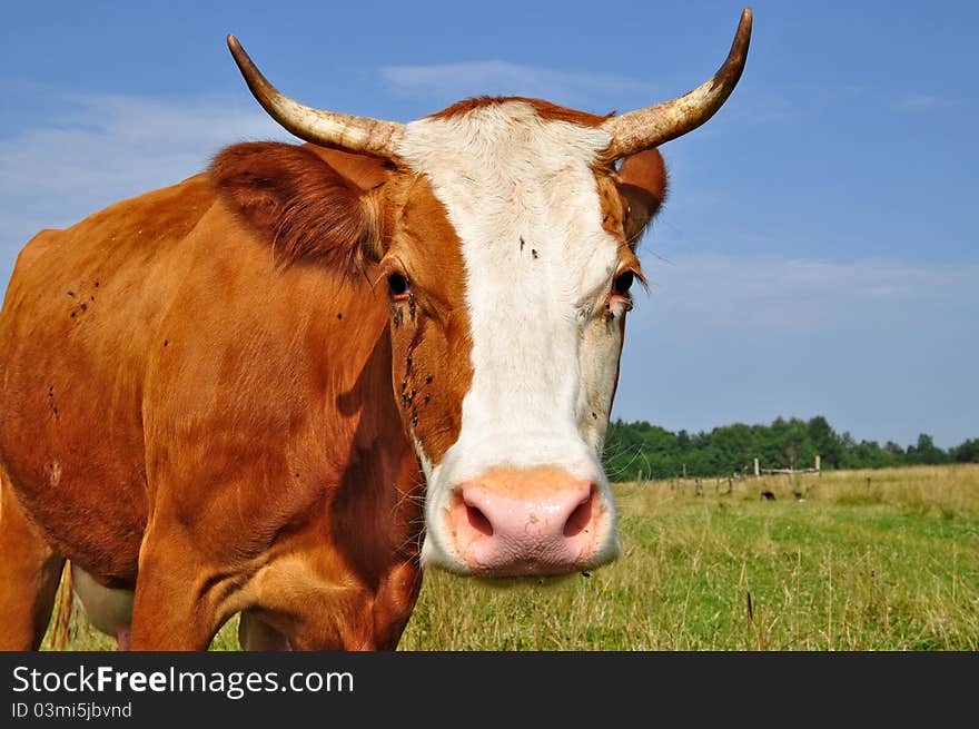 Head of a cow