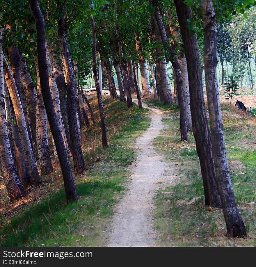 Tree Lined Path