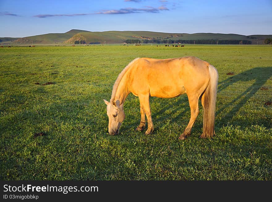 A horses in the pasture。. A horses in the pasture。