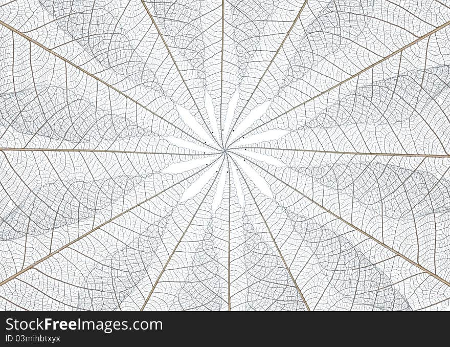 Background from leaf core stucture on white background.