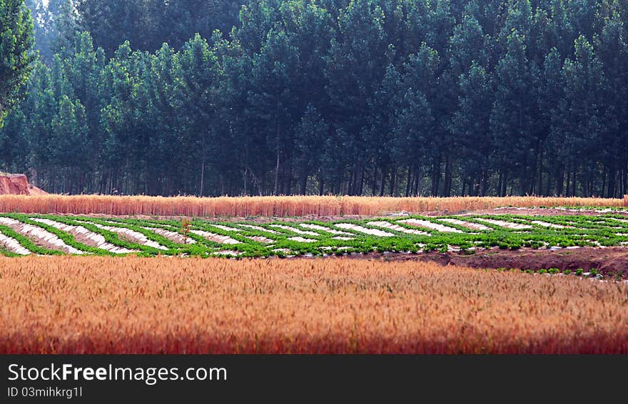 Wheat fields and woods