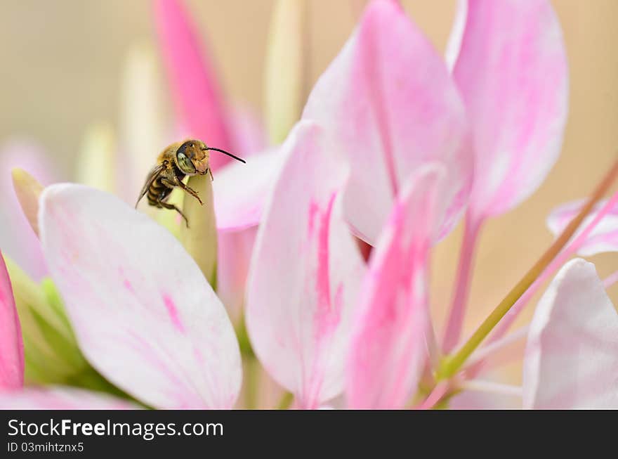 Cute honey bee