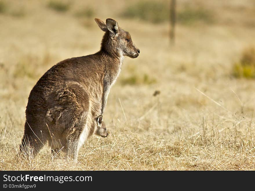 Kangaroo with Joey