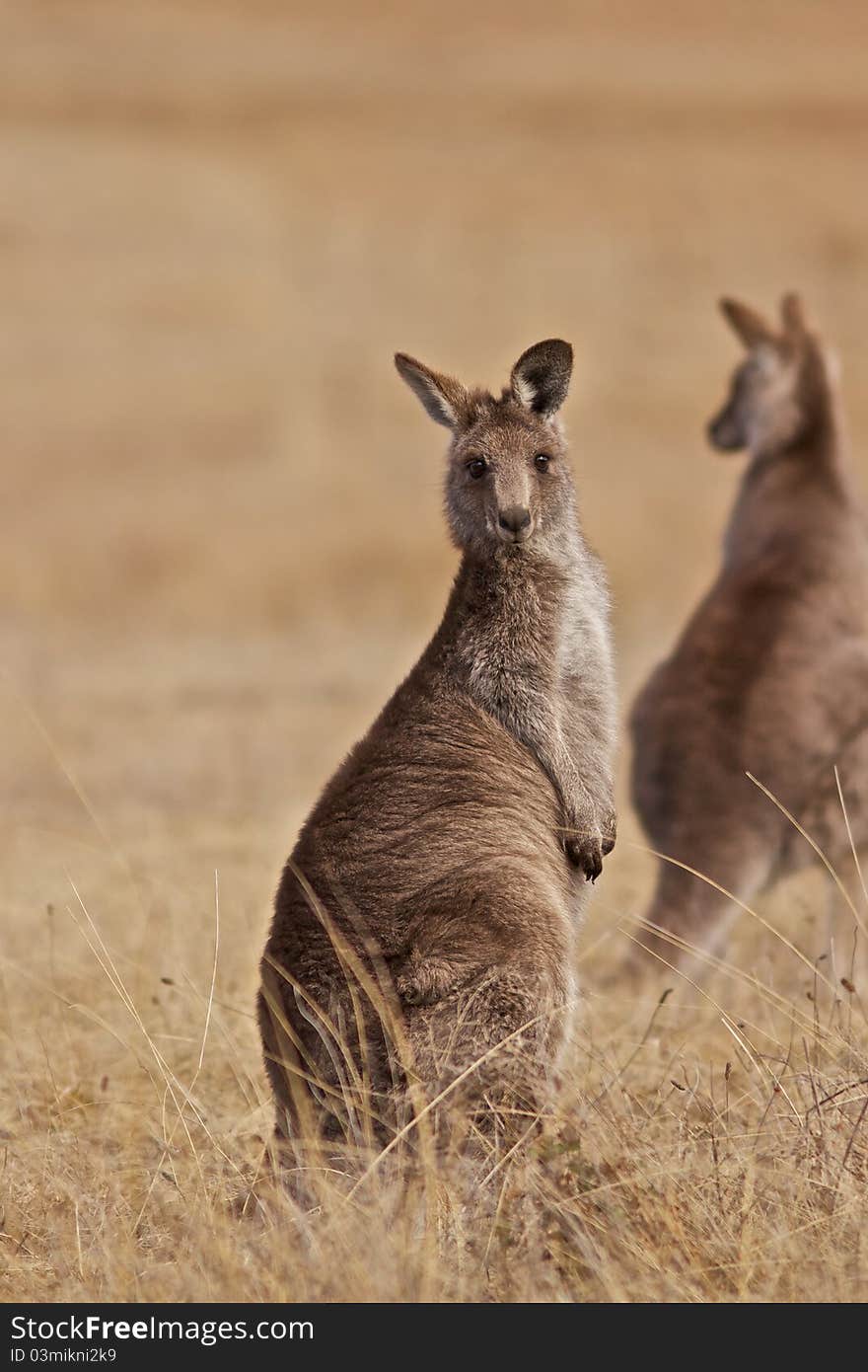 Kangaroo