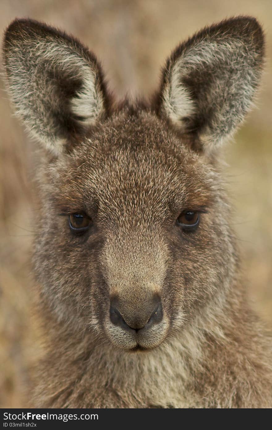 Kangaroo portrait