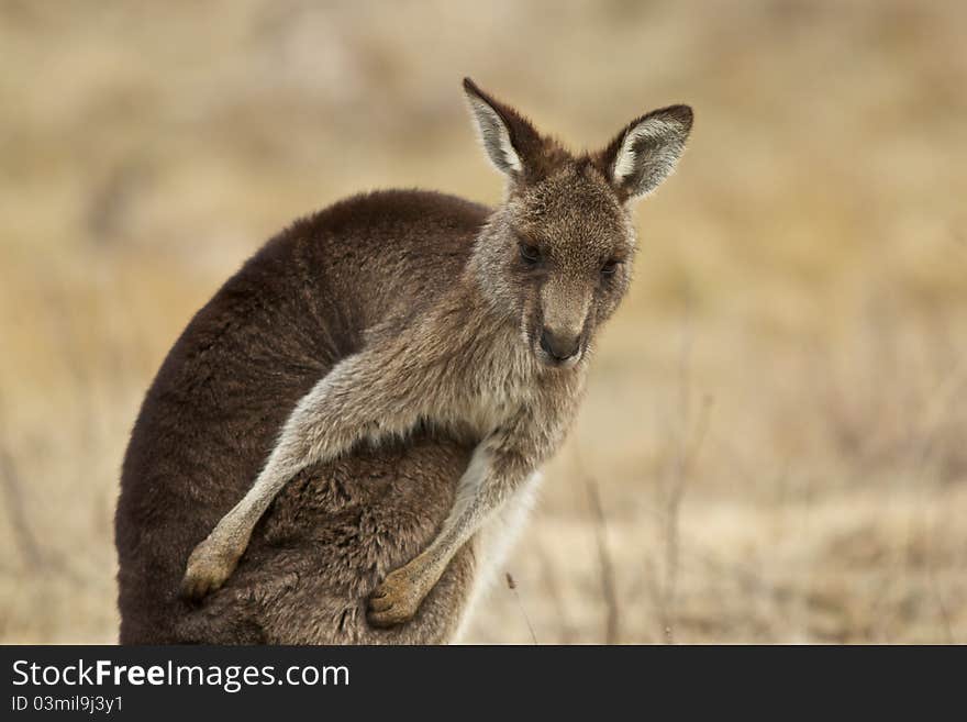 Kangaroo