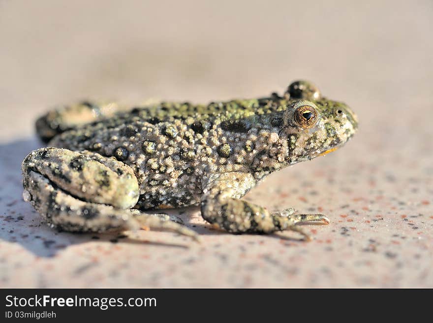 A firebelly toad as macro. A firebelly toad as macro