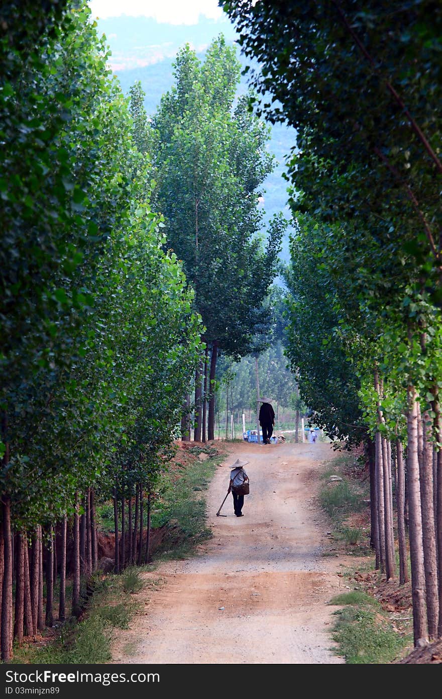 Tree lined path