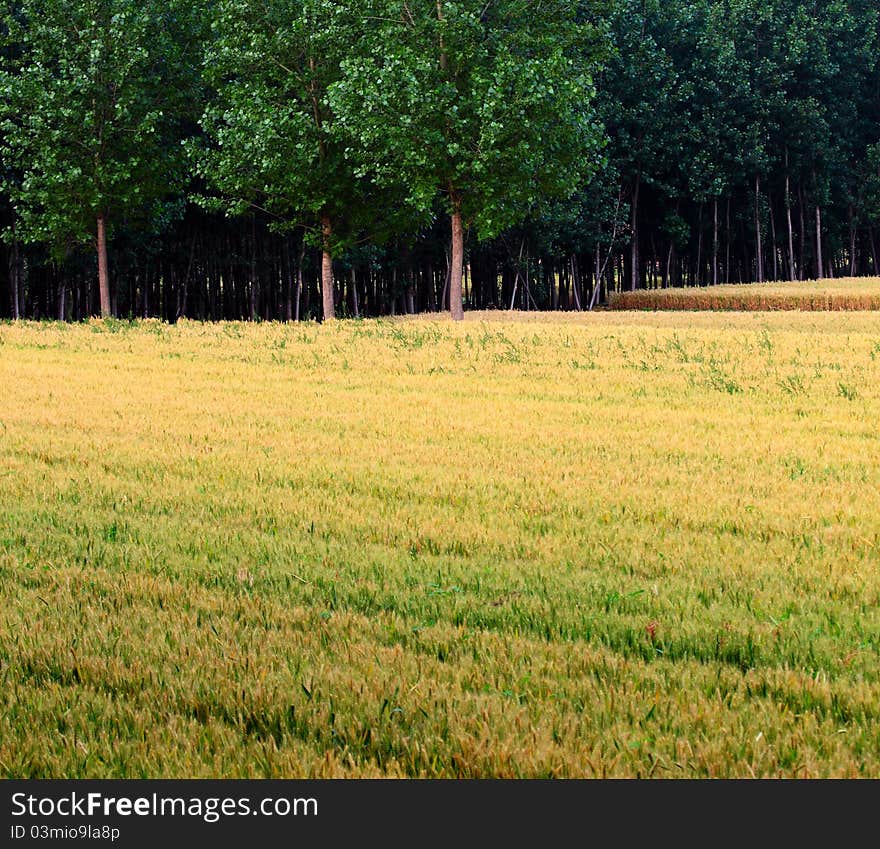 Wheat fields and woods