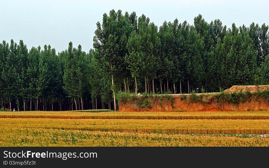 Wheat fields and woods