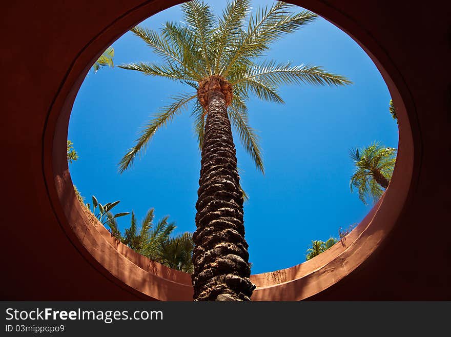 Palm tree and blue sky throw round window