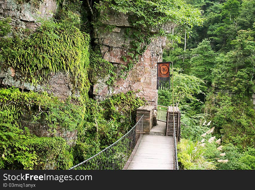 Suspension bridge in the forest