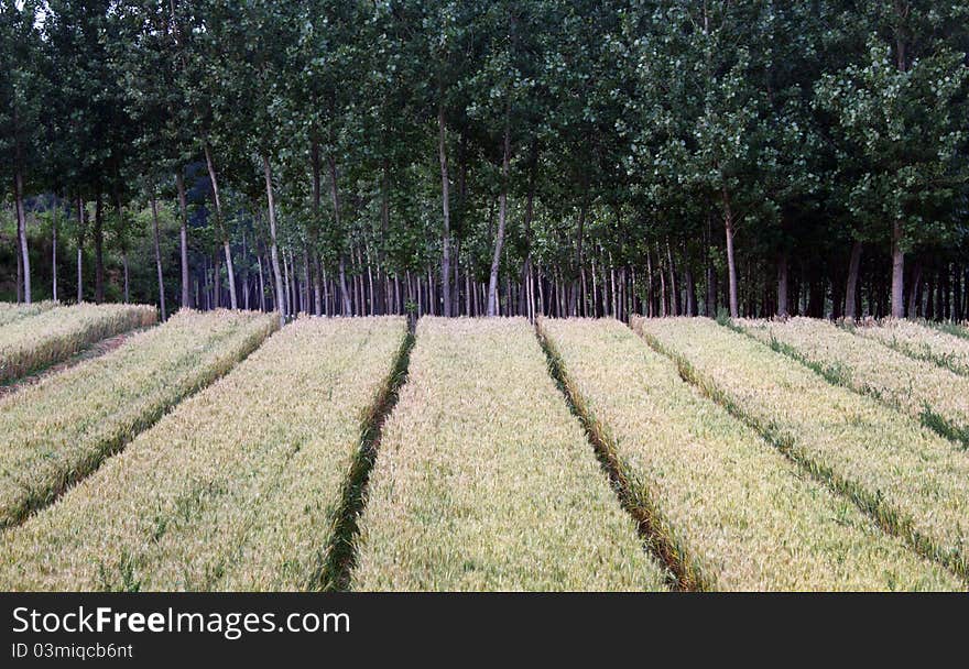 Wheat fields and woods