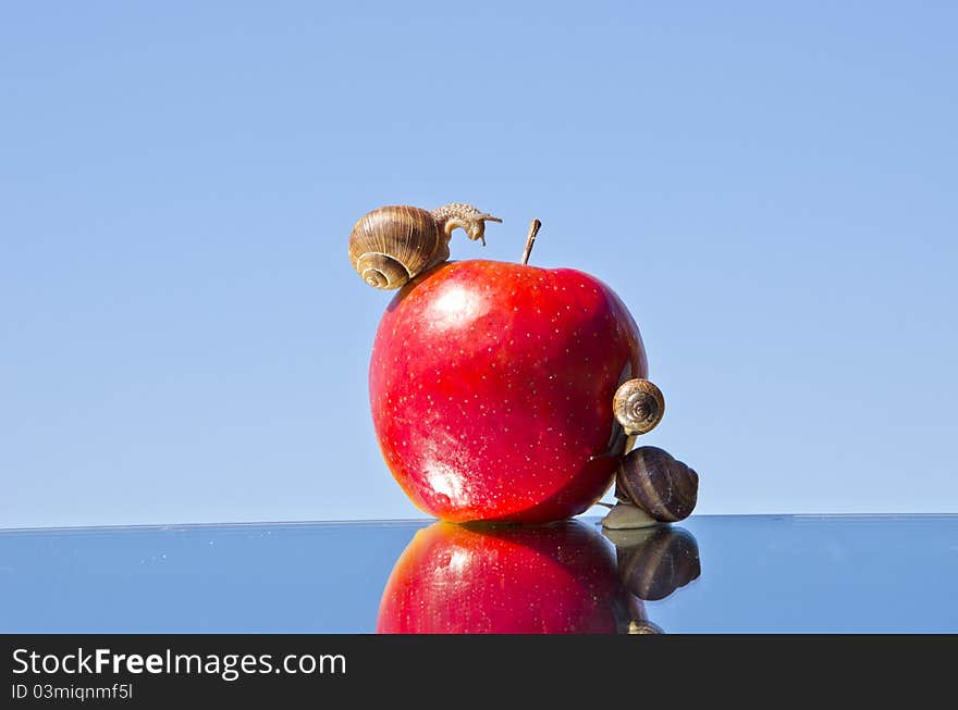 Red Apple And  Snails On Mirror