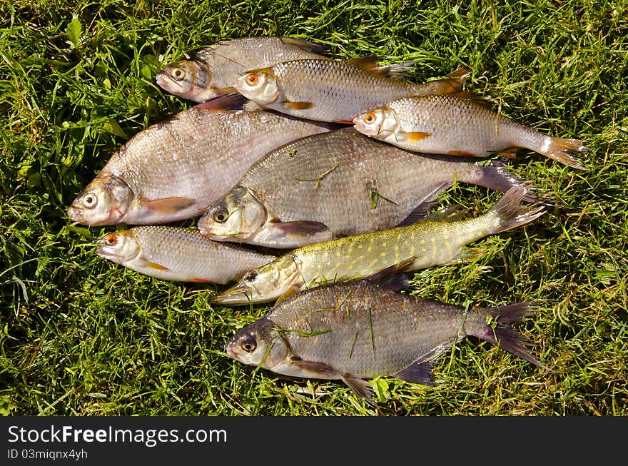 Fresh fish on the grass