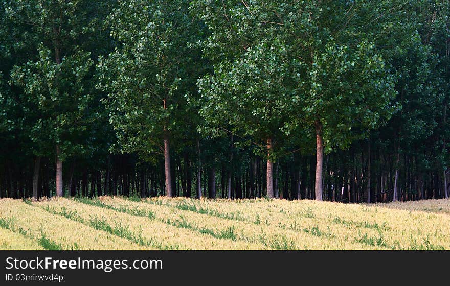 Wheat fields and woods