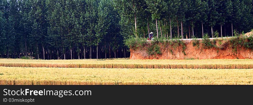 Wheat Fields And Woods