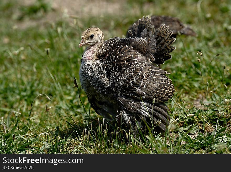 Turkey Strut