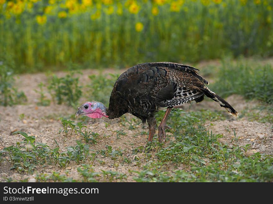 Image of a hen turkey feeding in a field. Image of a hen turkey feeding in a field