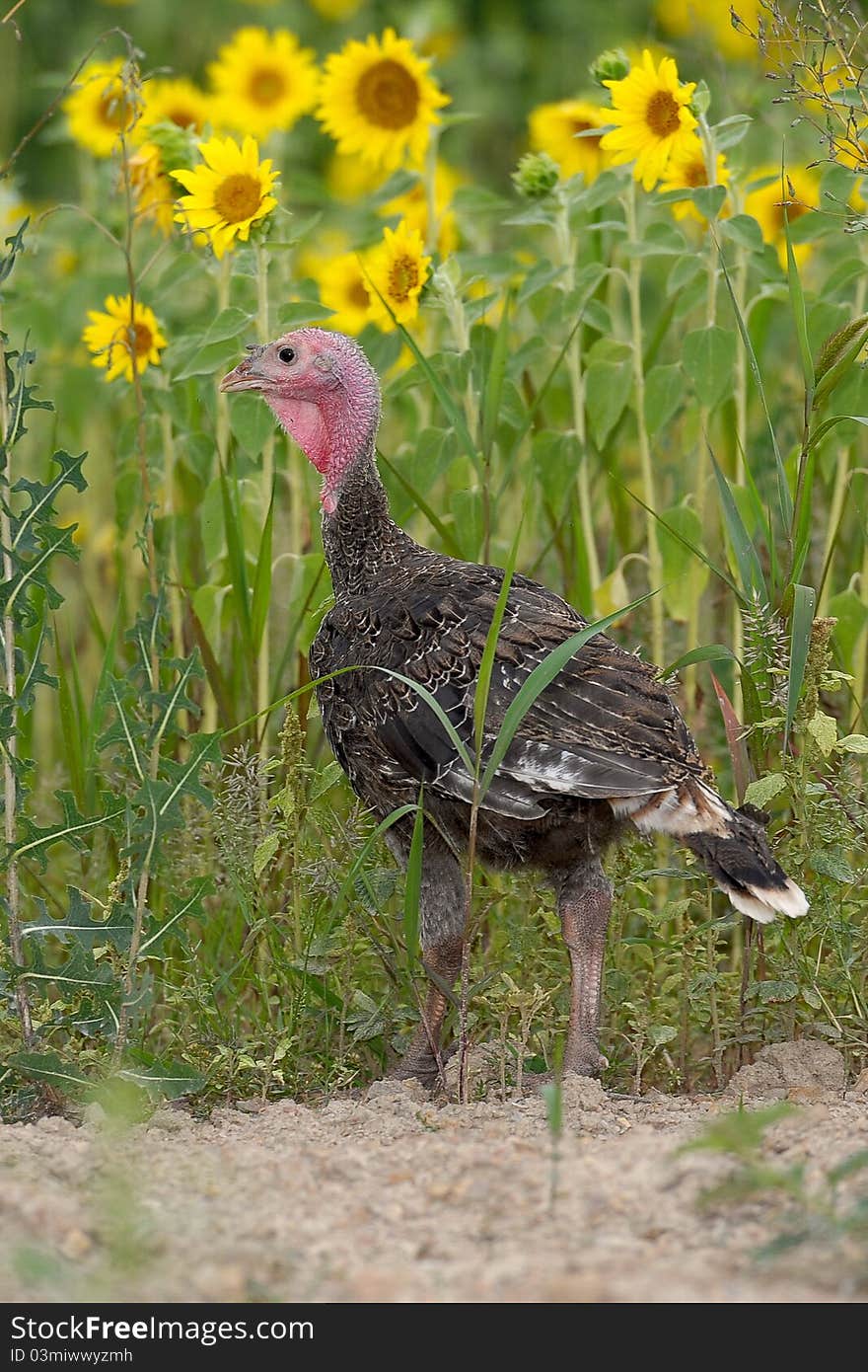 Turkey Feeding 3c