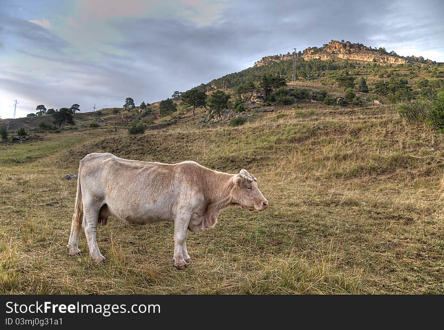 Grazing cow