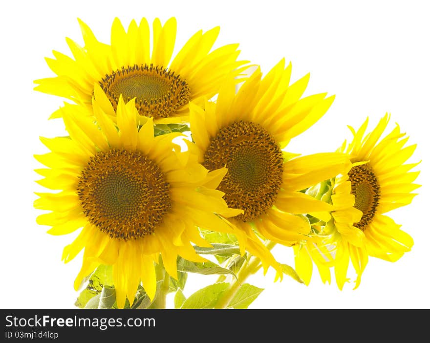 Yellow and fresh on the white background. Yellow and fresh on the white background