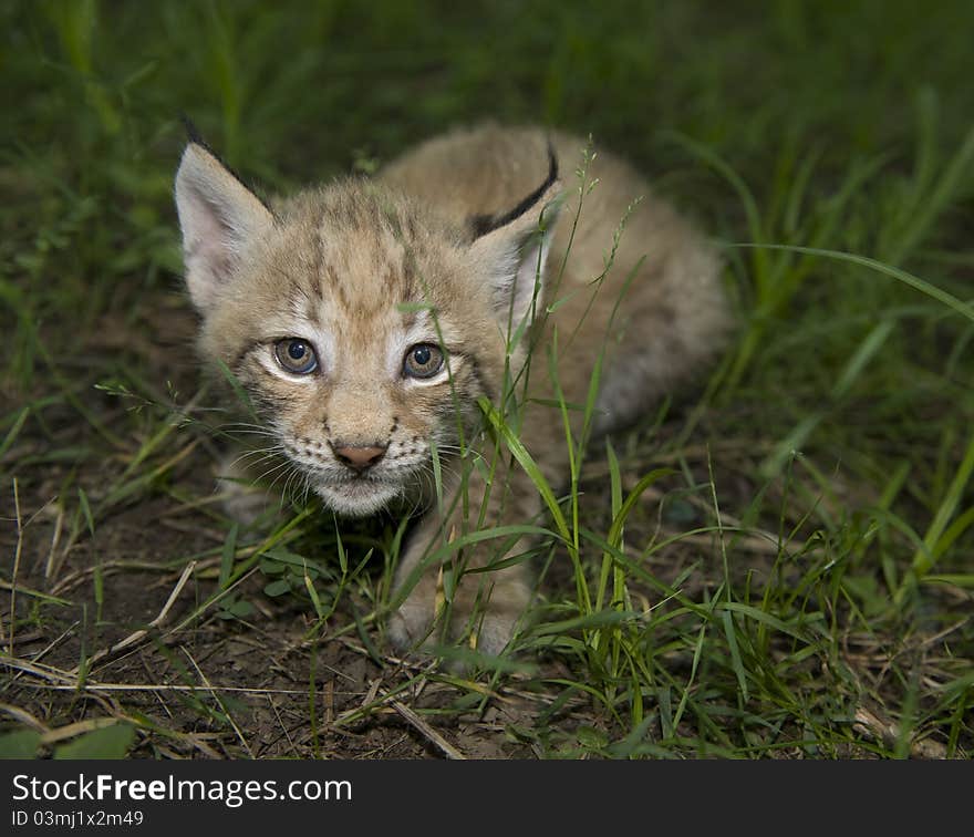 Kitten  of lynx