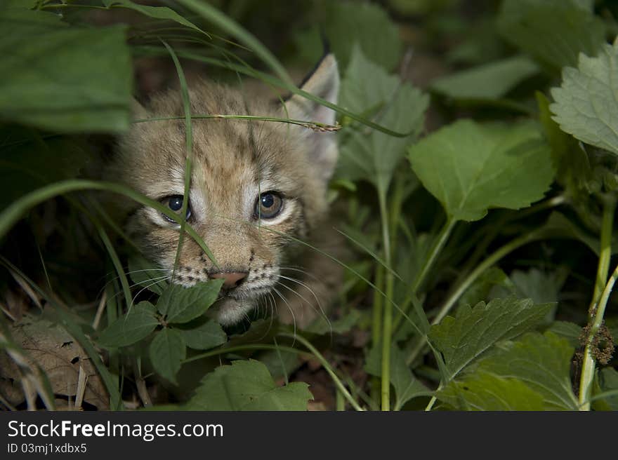 Kitten  Of Lynx