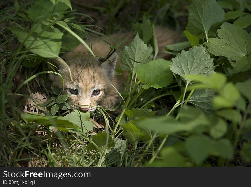 Kitten  of lynx