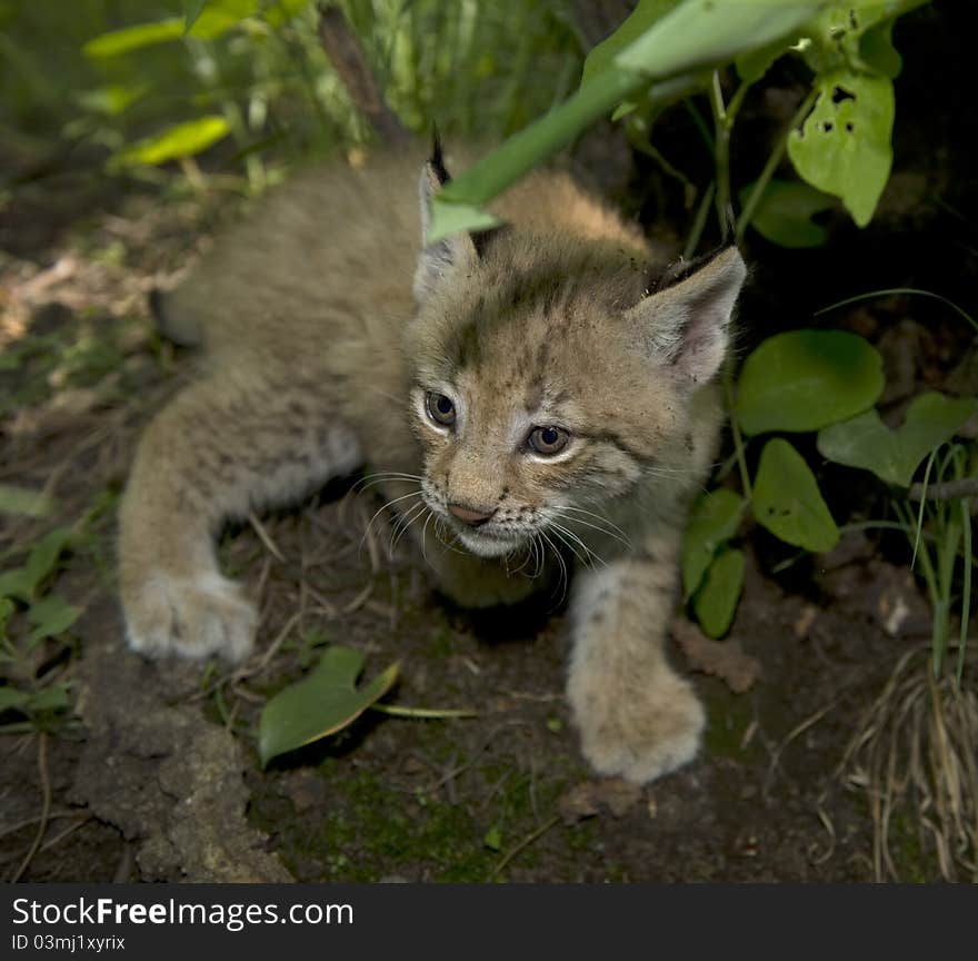 Kitten  of lynx