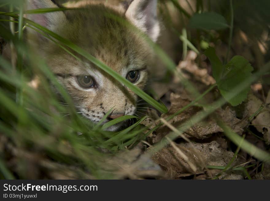 Kitten  Of Lynx