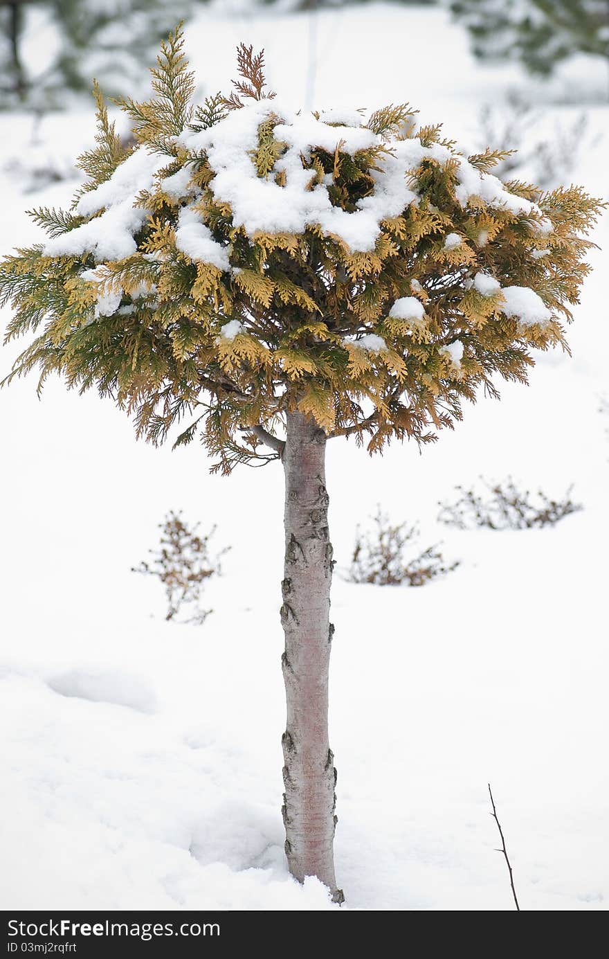 Christmas evergreen spruce tree with fresh snow on white