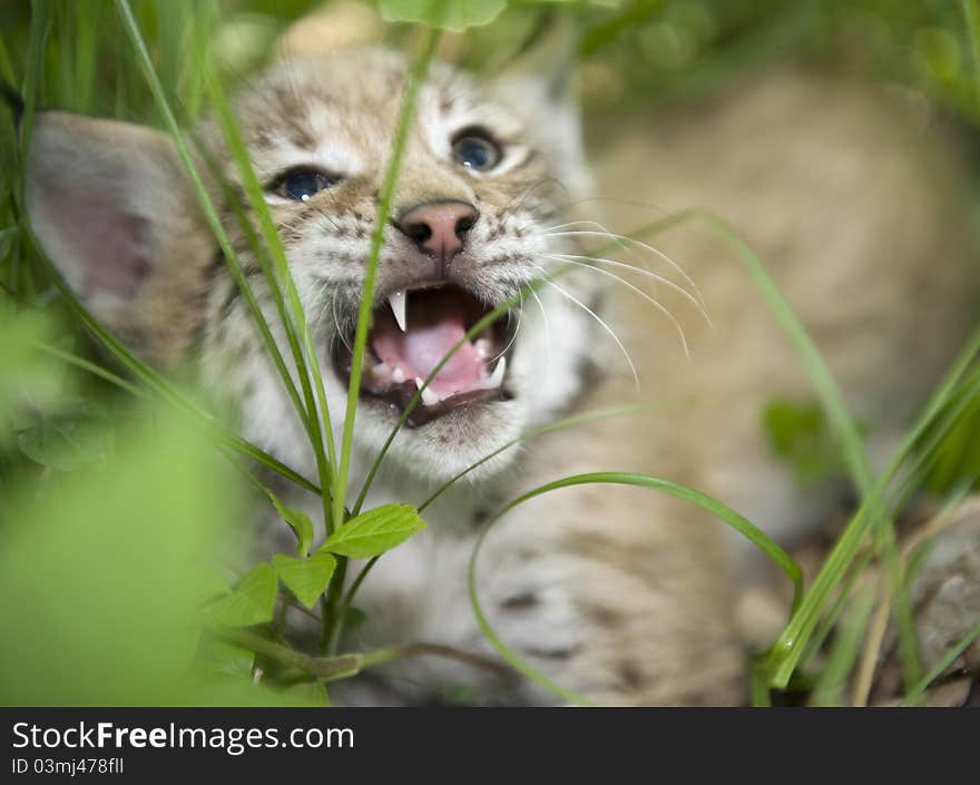 Kitten  of lynx