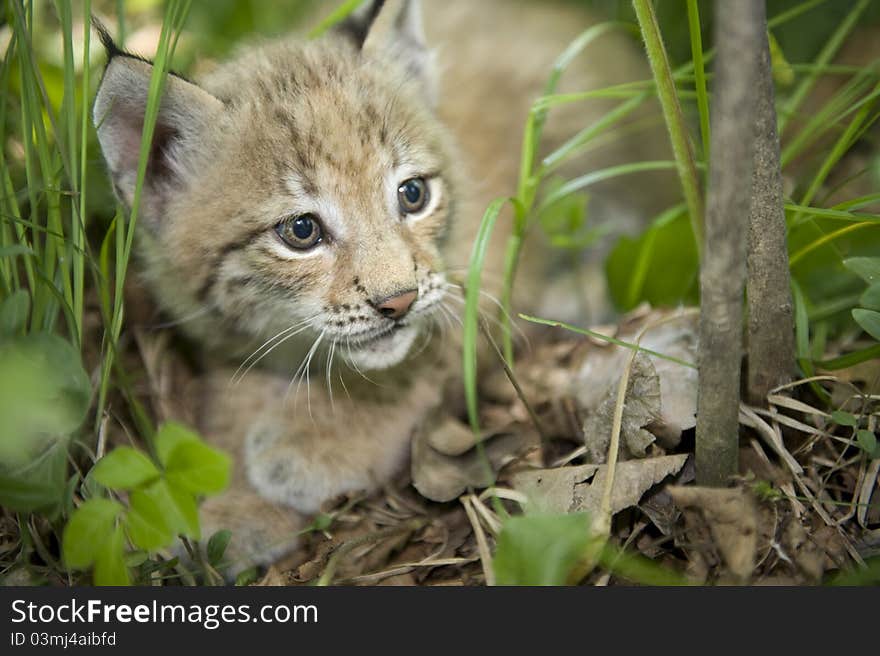 Kitten  Of Lynx