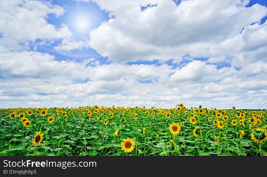 Fine summer field of sunflowers and sun in the blue sky. Fine summer field of sunflowers and sun in the blue sky.