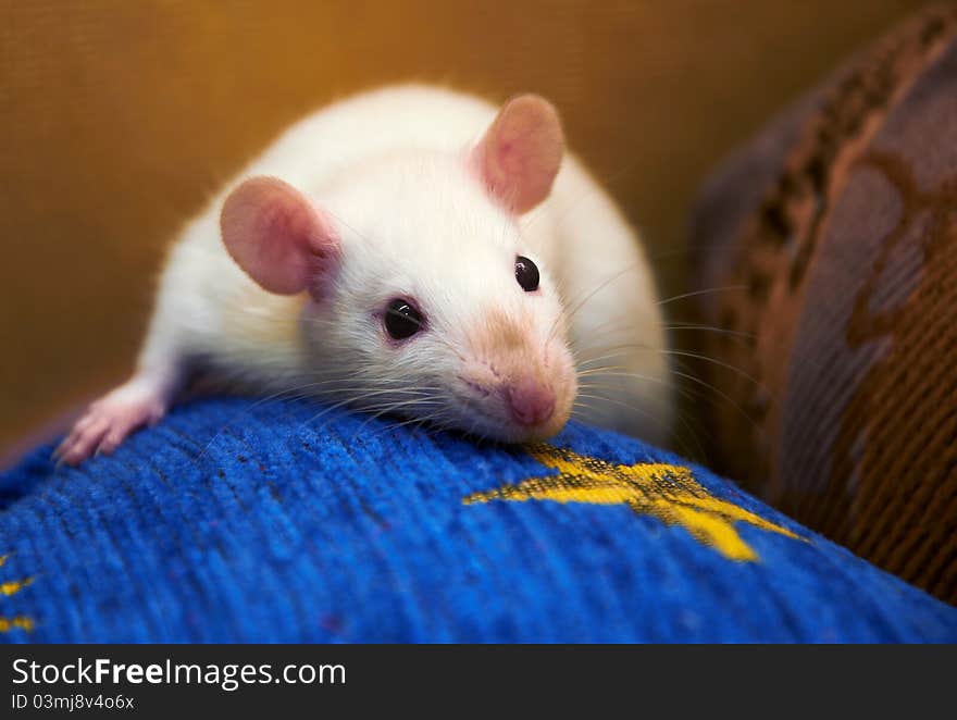 Portrait of white rat.