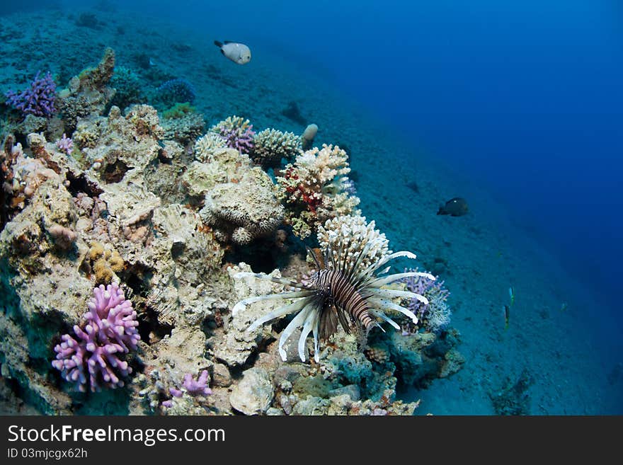 Lionfish and corals in the Red sea