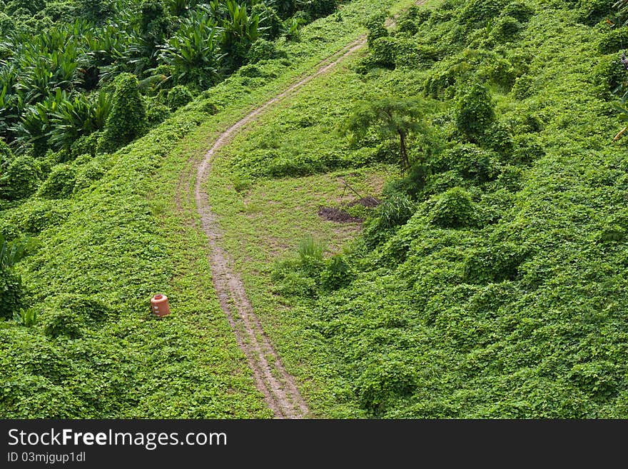 Your way by green grass road.